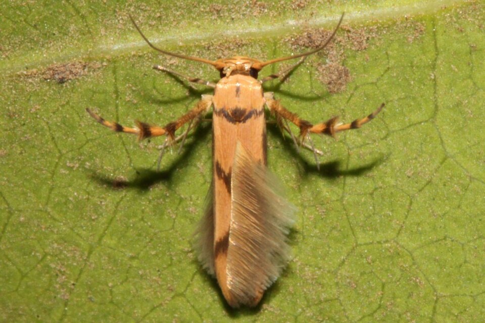 File:Stathmopoda ficivora.jpg