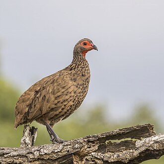 Swainson's spurfowl Pternistis swainsonii South Africa