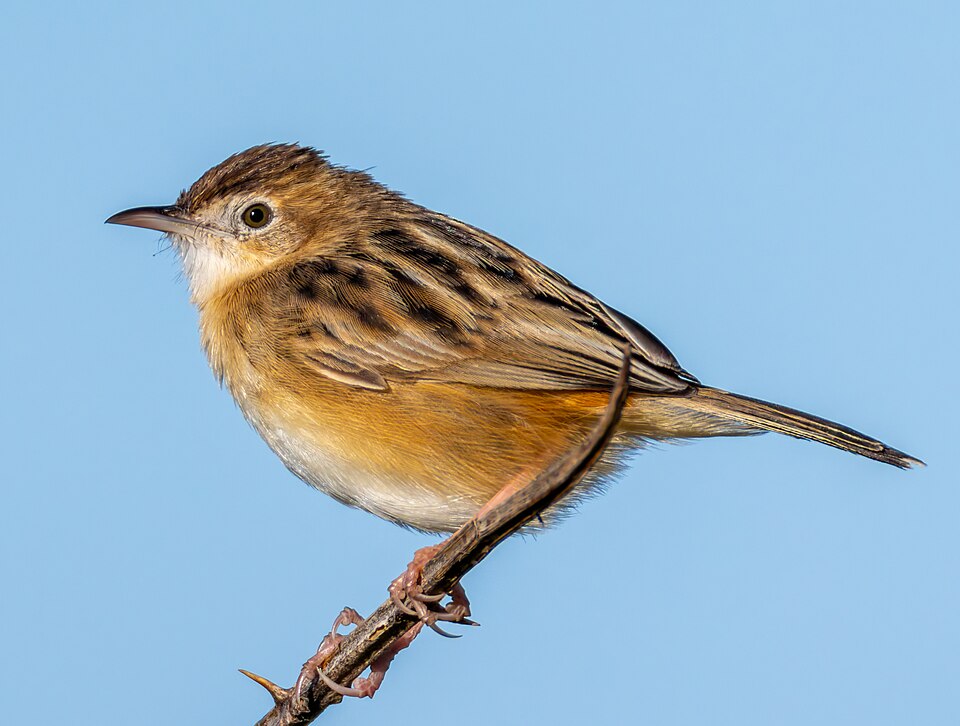 File:Zitting cisticola 2024 04 19 (cropped).jpg