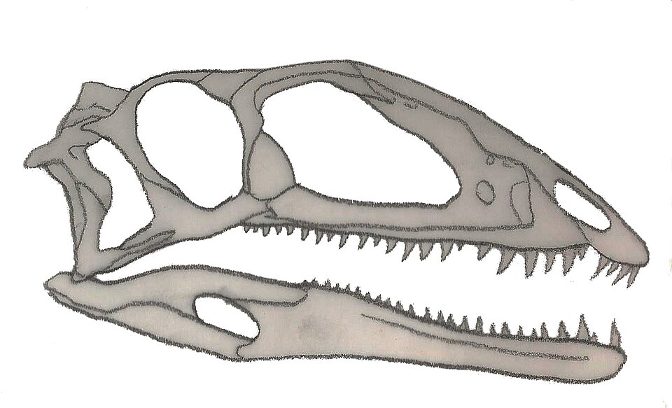 File:Zupaysaurus skull.jpg