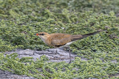 Australian pratincole Stiltia isabella Australia