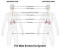 Male endocrine system