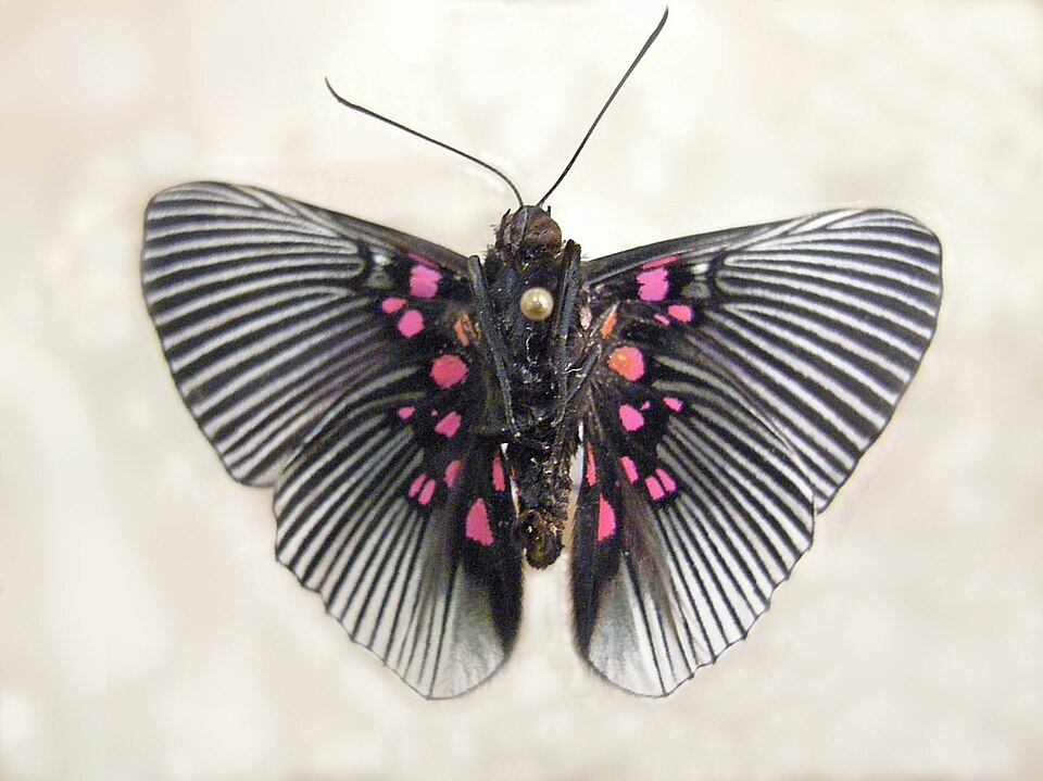 File:Insect Safari - lepidopteran 028.jpg