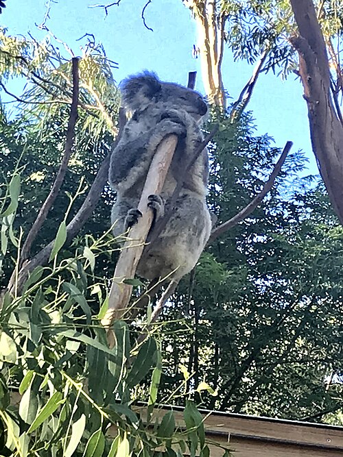 File:Koala 002.jpg