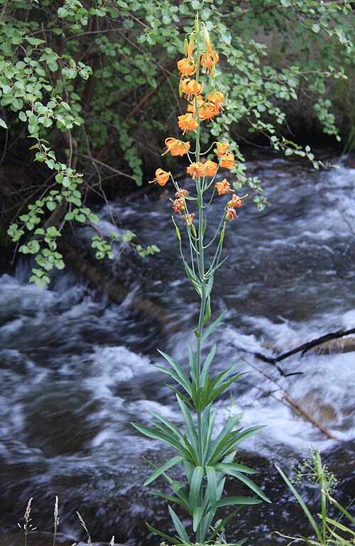 File:Lilium columbianum by creek.jpg