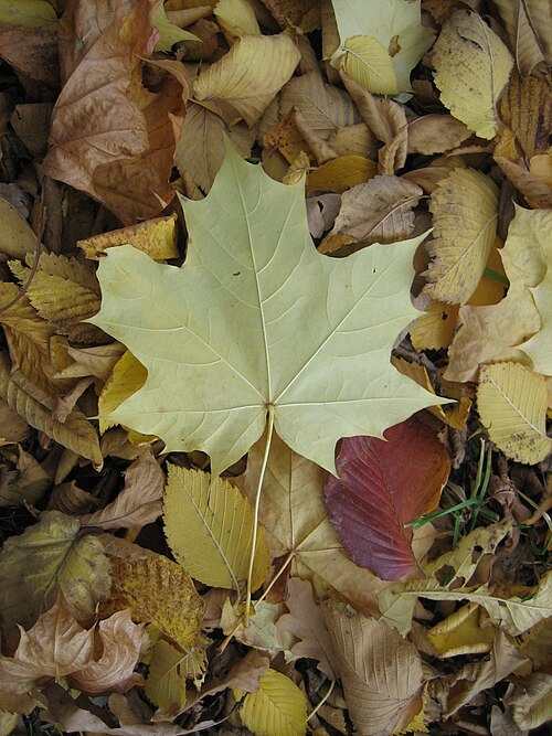 File:Maple leaf.jpg