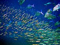 Image 69Predator bluefin trevally sizing up schooling anchovies (from Coastal fish)