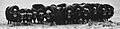 Thumbnail for version as of 10:15, 29 August 2010