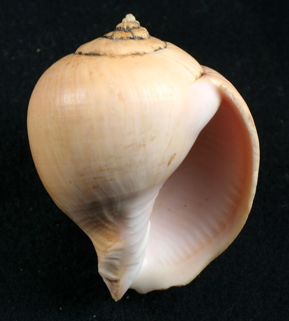 File:Pyruclia solida.JPG