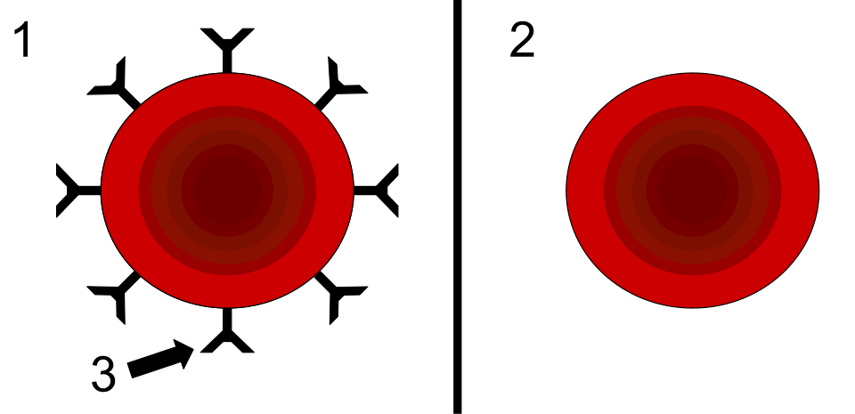 File:Rh blood cells drawing.svg