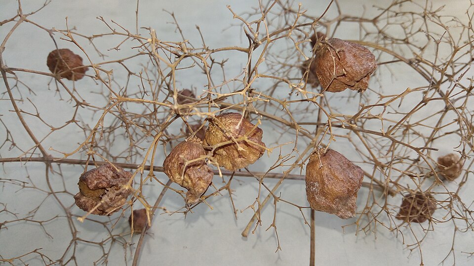 File:Seed of teek - 4.jpg