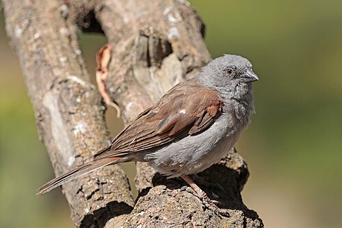 Swainson's sparrow Passer swainsonii Ethiopia