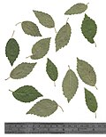 Pressed leaves of Bruntsfield Links specimen