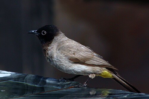 White-spectacled bulbul pycnonotus xanthopygos Oman