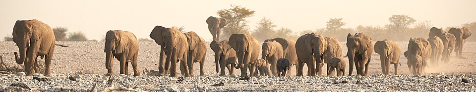 File:African Elephant Family Advance 2019-07-25.jpg