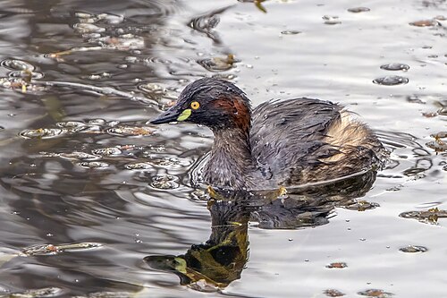 Australasian grebe Tachybaptus novaehollandiae Australia