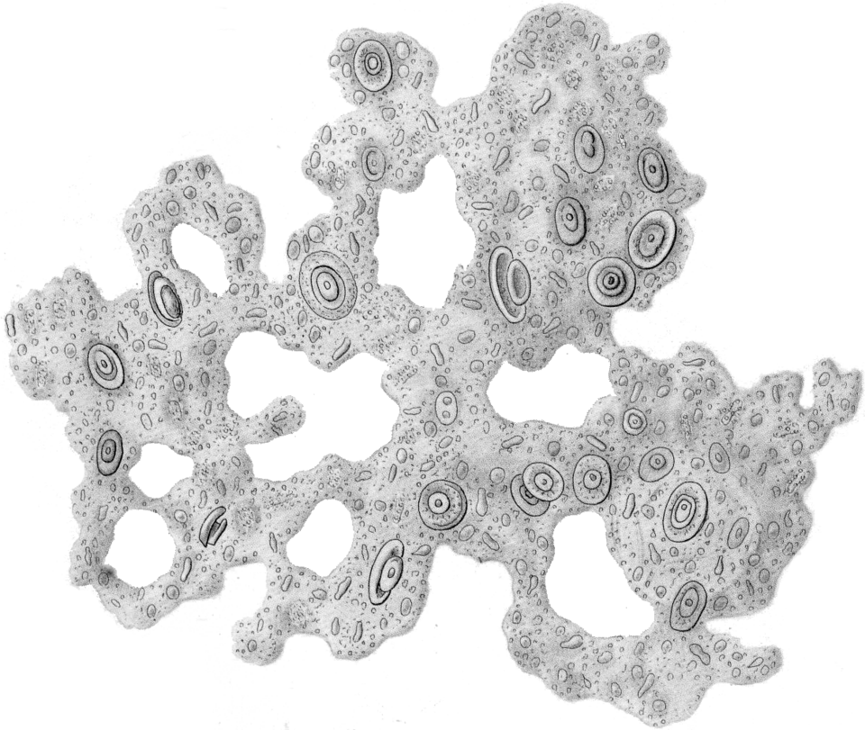 File:Bathybius haeckelii Haeckel 1870.png