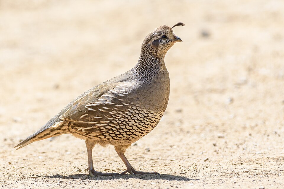 File:California Quail (f) (40059471280).jpg