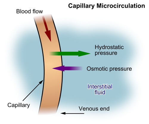 File:Capillary microcirculation.svg