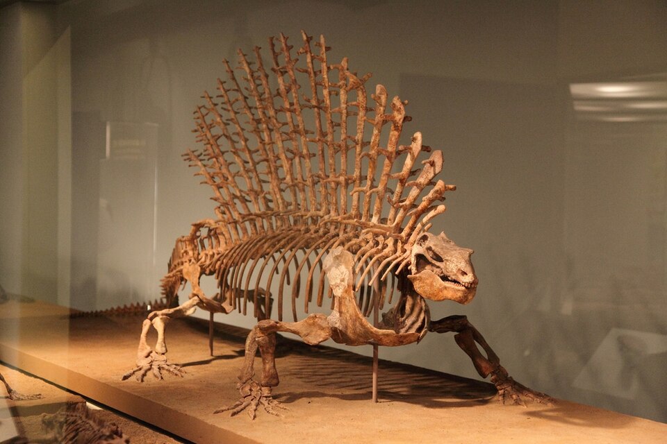 File:Edaphosaurus.jpg