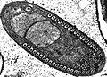 Microsporidium spore