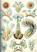 Image 102Bryozoa, from Ernst Haeckel's Kunstformen der Natur, 1904 (from Marine invertebrates)
