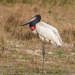 Jabiru Jabiru mycteria Brazil