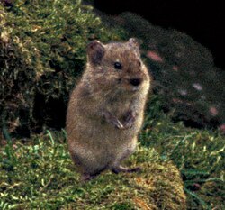 Brown vole