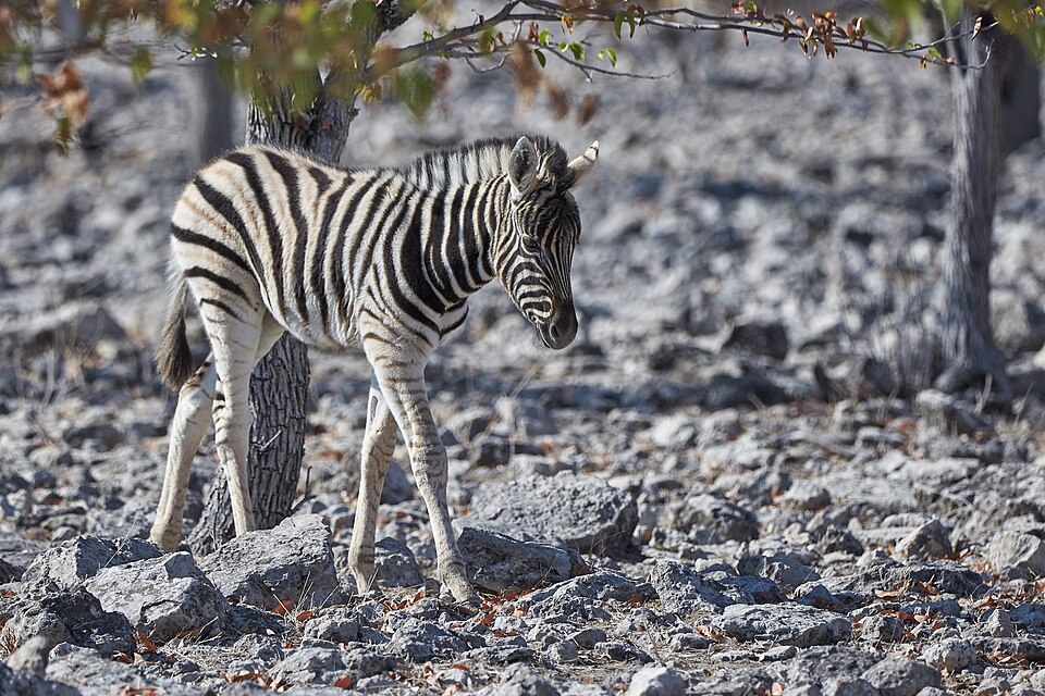 File:Plains Zebra Baby 2019-07-26.jpg