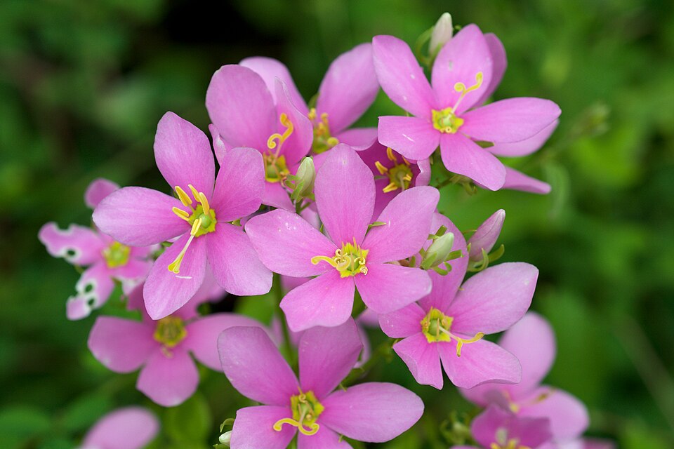 File:Sabatia angularis 3.jpg