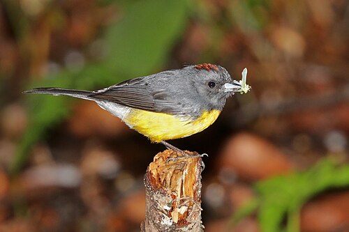 Slate-throated whitestart Myioborus miniatus aurantiacus Panama