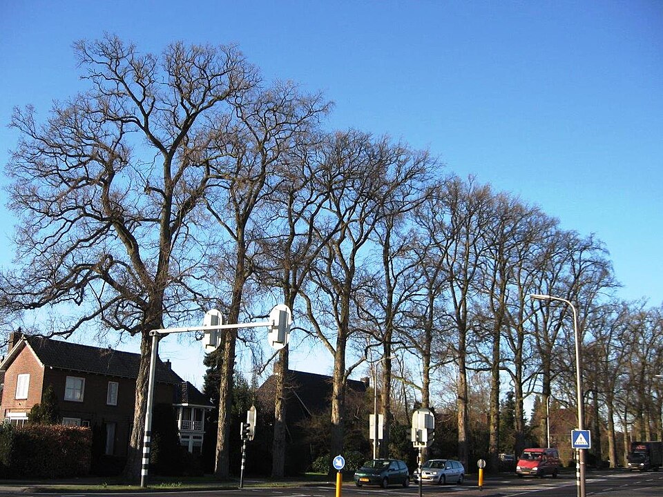 File:Ulmus laevis (haaksbergseweg eibergen) 080211a.jpg