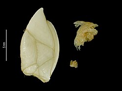 Preserved Arcoscalpellum incisum (shell on left)