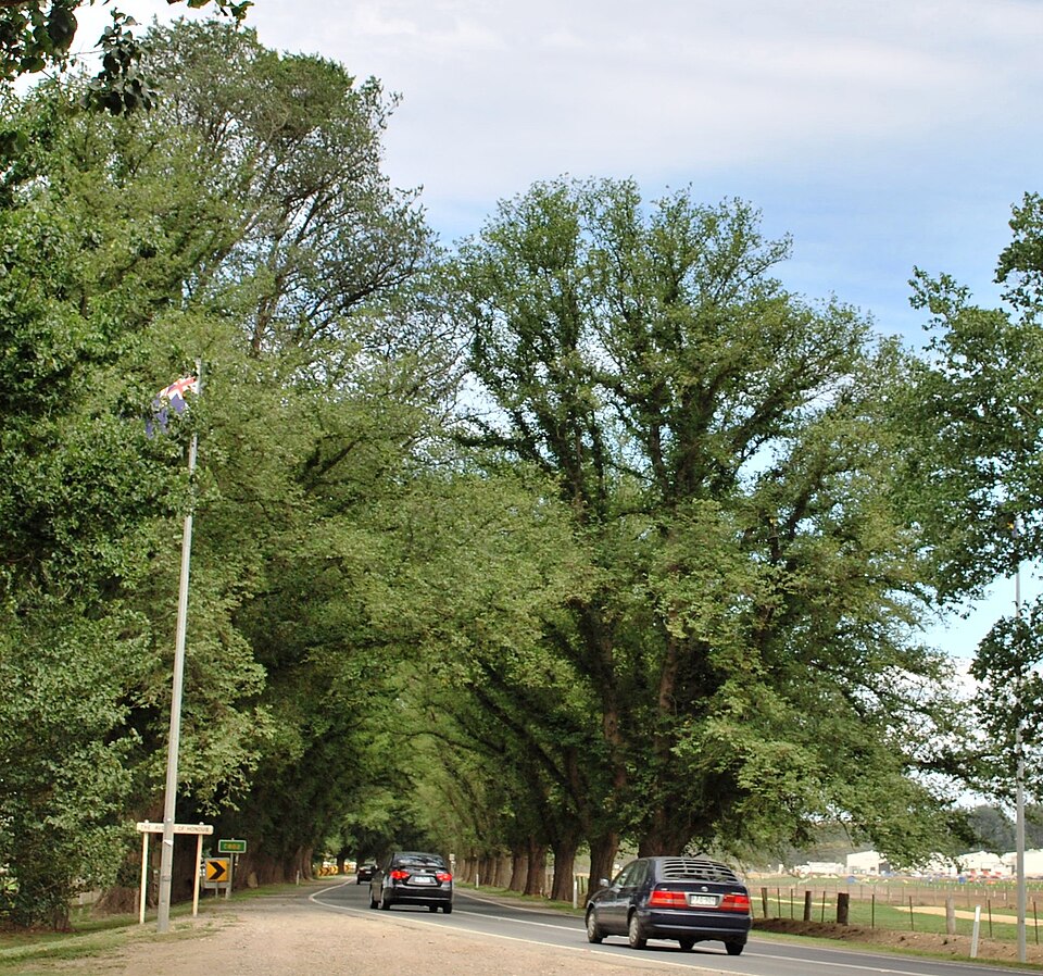 File:BacchusMarshAvenueofHonour1 (cropped).JPG