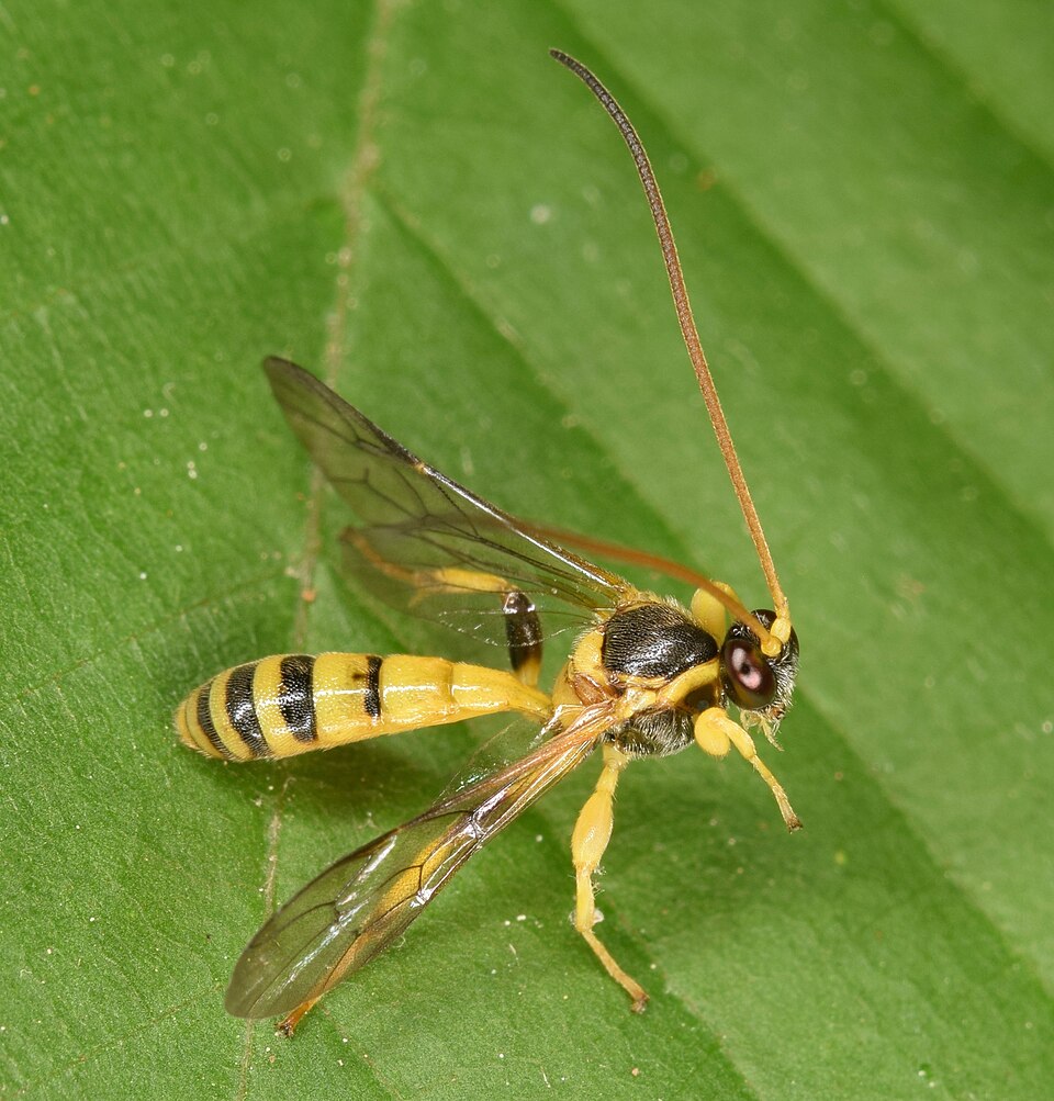 File:Colpotrochia crassipes (51380804750).jpg