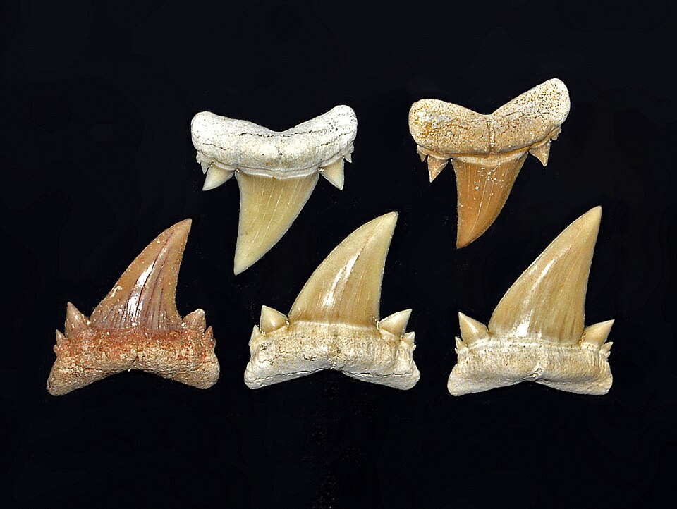 File:Cretoxyrhinidae - Serratolamns gasfana.JPG