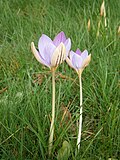 Crocus imperati'De Jager'