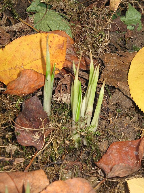 File:Crocus ligusticus buds.jpg