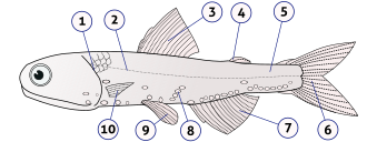 Anatomy of a typical fish (lanternfish shown):1) gill cover 2) lateral line 3) dorsal fin 4) fat fin5) caudal peduncle 6) caudal fin 7) anal fin 8) photophores 9) pelvic fins 10) pectoral fins