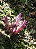Lathraea clandestinaopening