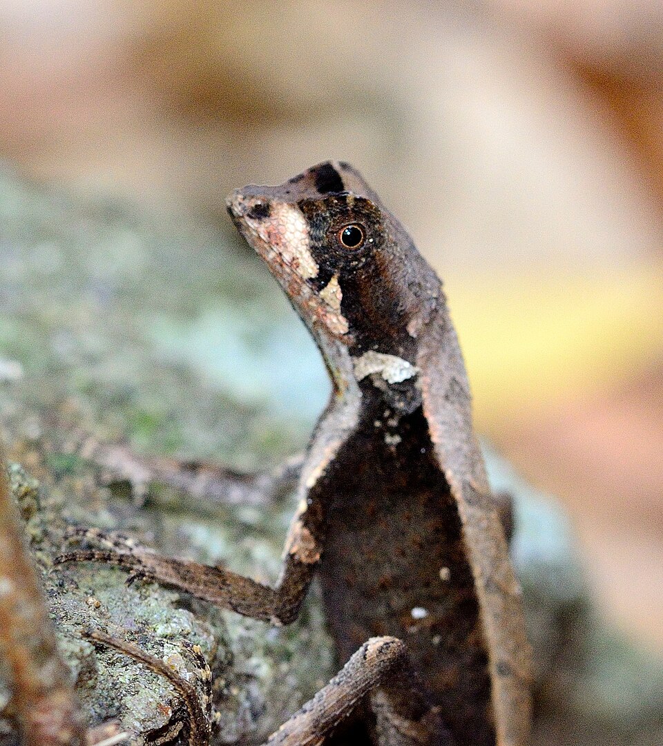 File:Otocryptis beddomii - Indian Kangaroo Lizard.jpg