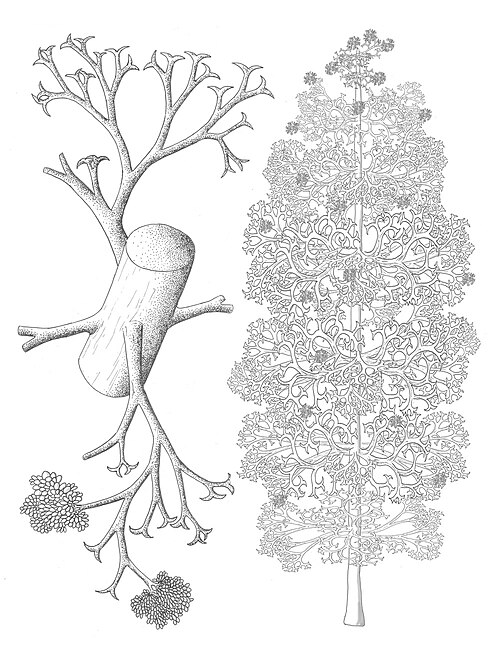 File:Pertica quadrifaria reconstruccion.jpg