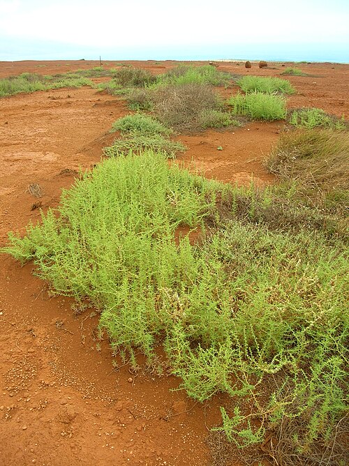 File:Starr 050525-7030 Salsola tragus.jpg