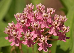 Swamp Milkweed (Asclepias incarnata)