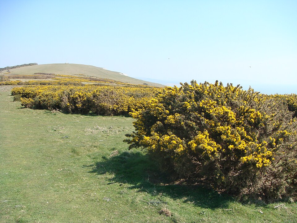 File:Tennyson Down Shrubbery.JPG