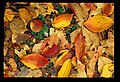 芝離宮の落葉(その3)