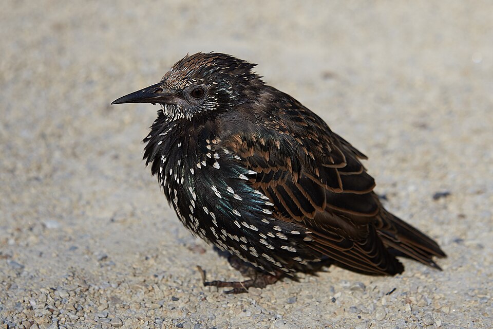 File:2019-10-01 21-01 NYC Sturnus vulgaris.jpg