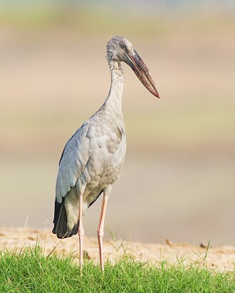 Asian Openbill