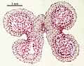 Thumbnail for version as of 00:33, 19 March 2007