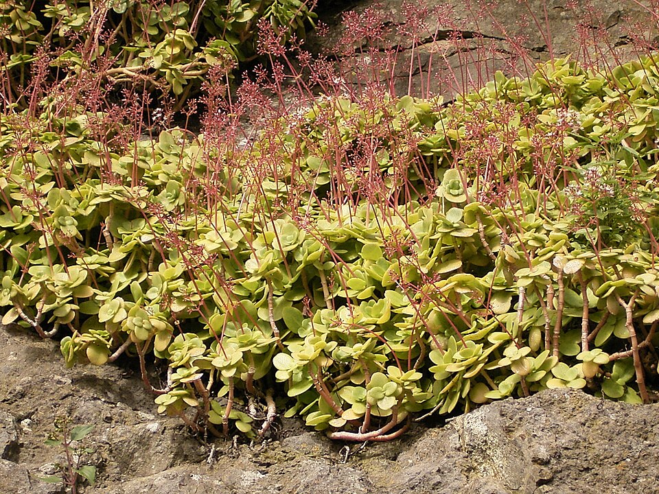 File:Crassula multicava (Barlovento) 03 ies.jpg